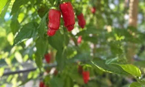 Đặc sản có tên "ngượng đỏ mặt", xưa mọc bờ rào nay được ưa chuộng giá 60.000 đ/kg, trồng 3 tháng cho thu hoạch