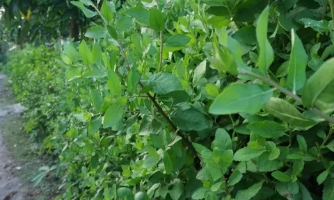 Cây mọc bờ rào có vị đắng nay thành đặc sản giá 50.000 đ/kg, trồng 3 tháng cho thu hoạch, du khách thích mê