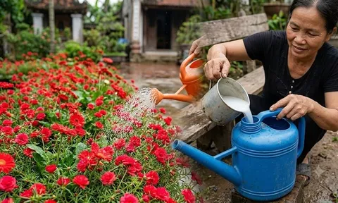 Cách pha nước tưới hoa kích nụ ra hoa liên tục