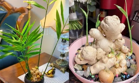 Cách trồng gừng đẻ nhiều nhánh con