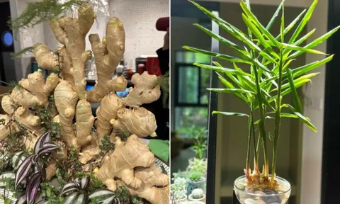 Tại sao nhiều người thích trồng gừng phong thủy trong nhà?