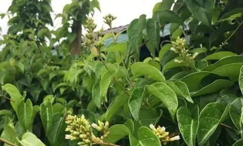 Đặc sản có tên "ngượng đỏ mặt", xưa mọc bờ rào nay được ưa chuộng giá 100.000 đ/kg, trồng 2 tháng cho thu hoạch