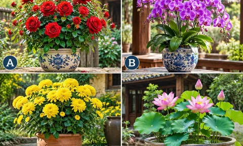 Chọn 1 chậu hoa mà bạn thích nhất