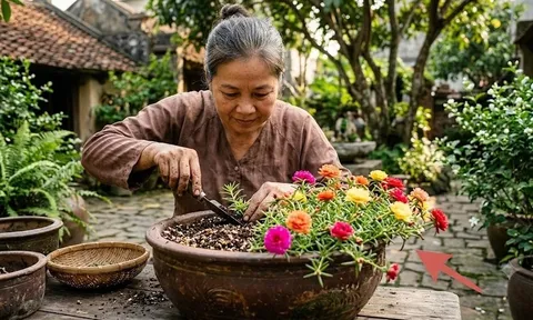 Mẹo trồng hoa mười giờ xanh mập, hoa bung nở quanh năm
