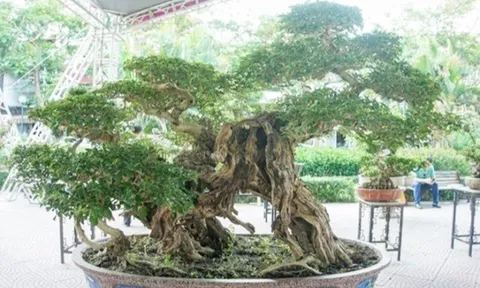 Cây mọc bờ rào “lên chậu” thành bonsai dáng đẹp, được săn lùng nhờ ý nghĩa phong thủy, có cây giá gần 1 tỷ đồng