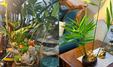 Cách trồng gừng thủy sinh hút tài lộc cho dân công sở