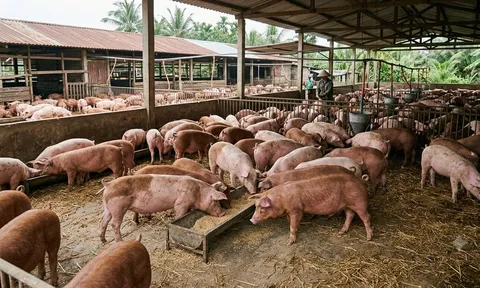 Giá heo hơi hôm nay 15/10: Tiếp tục giảm, nhiều nơi chạm mốc 50.000 đồng/kg