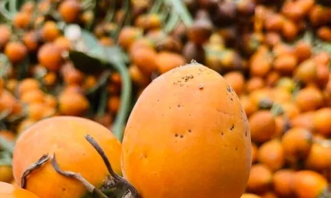 Đặc sản có tên "ngượng đỏ mặt", xưa mọc bờ rào nay được ưa chuộng giá 100.000 đ/kg, trồng một lần thu hoạch nhiều năm