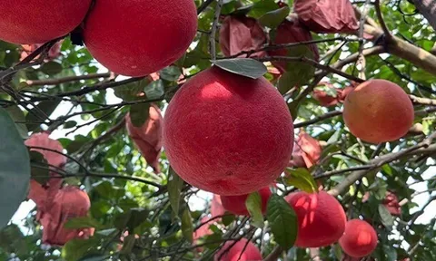 Loại quả tốt trên thế giới, Việt Nam trồng bạt ngàn thành đặc sản nổi tiếng từ 10.000 đ/kg, tốt cho sức khỏe