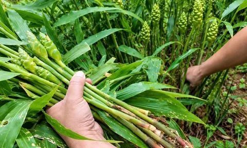 Cách trồng gừng ra hoa, đẻ nhánh quanh năm