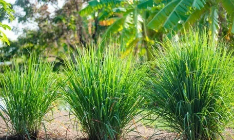 Loại cây gia vị mọc bờ bụi, giàu dưỡng chất, trồng một lần thu hoạch nhiều đợt giúp nông dân làm giàu