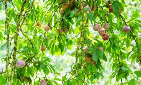 Loại quả xưa chín rụng đầy gốc nay thành đặc sản 110.000 đ/kg, trồng một lần thu hoạch nhiều năm, người thành phố ưa chuộng