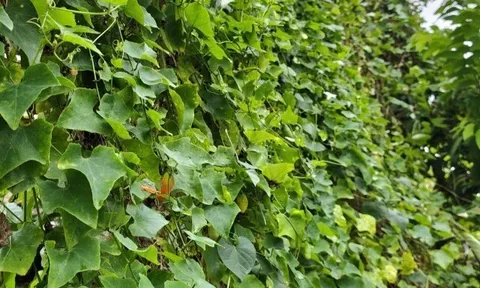 Cây dại mọc bờ rào thành đặc sản nổi tiếng, trồng 60 ngày cho thu hoạch, giá 70.000 đồng/kg người thành phố ưa chuộng