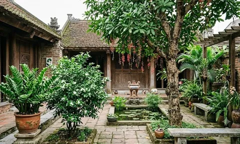 3 loại cây trồng trước cửa nhà dễ phất, 1 loại cần nhổ bỏ ngay