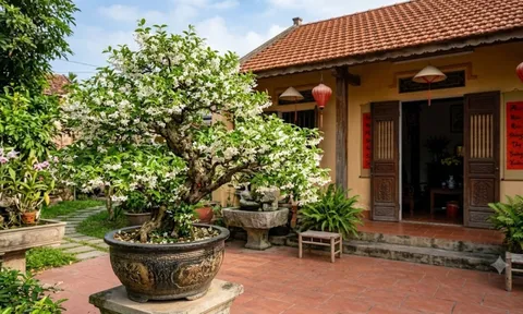 Cách trồng Mai Chiếu Thủy bung hoa trắng xóa, lá tươi tốt quanh năm