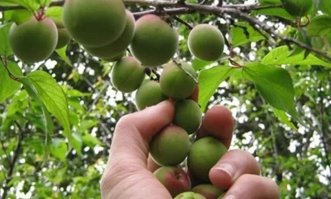 Loại quả xưa chín rụng đầy gốc nay thành đặc sản 85.000 đ/kg, trồng một lần thu hoạch nhiều năm, người thành phố ưa chuộng
