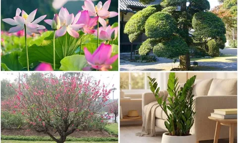 Bốc chọn 1 loài cây bạn ấn tượng nhất