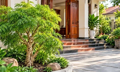  Trồng cây đinh lăng ở vị trí này: Sinh khí vào nhà vừa là cây cảnh phong thủy vừa dùng được hàng ngày