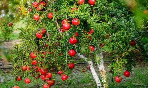 Cây ăn quả quen thuộc “lên chậu” thành bonsai hút tài lộc, quả lúc lỉu đẹp mắt, có cây giá gần 1 tỷ đồng