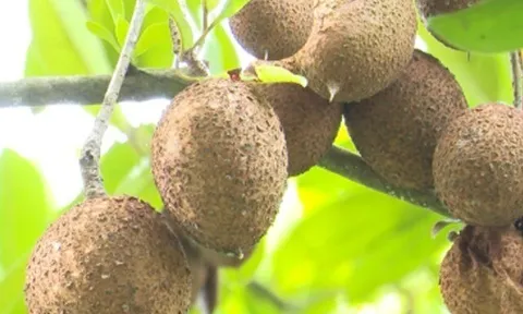 Loại quả xưa chín rụng đầy nay thành đặc sản 45.000 đ/kg, trồng một lần thu hoạch nhiều năm, du khách thích thú