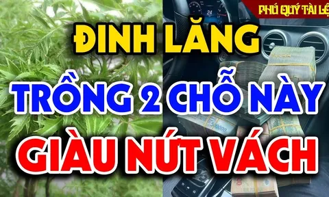 Cây đinh lăng trấn giữ của cải đừng trồng linh tinh: 2  vị trí hút tài lộc vào nhà