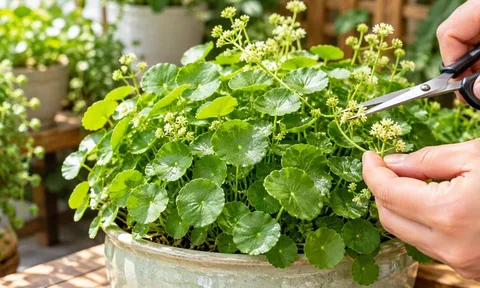 Tại sao nhiều người trồng cỏ đô la phong thủy đến khi ra hoa lại cắt bỏ?