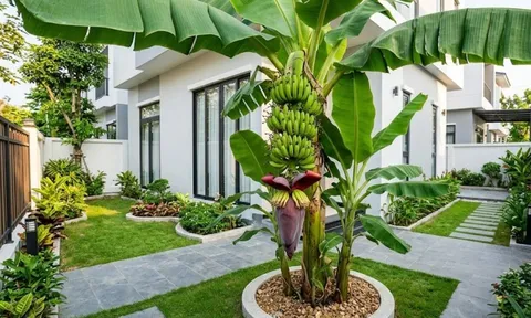Vị trí trồng cây chuối hút tài lộc vào nhà