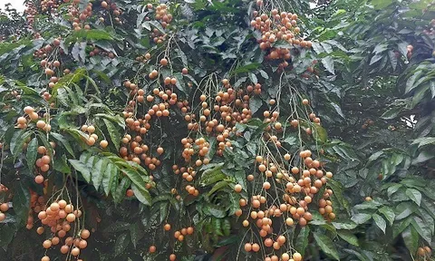 Loại quả mọc bờ rào xưa chín rụng đầy nay thành đặc sản 50.000 đ/kg, trồng một lần thu hoạch nhiều năm, người thành phố ưa chuộng