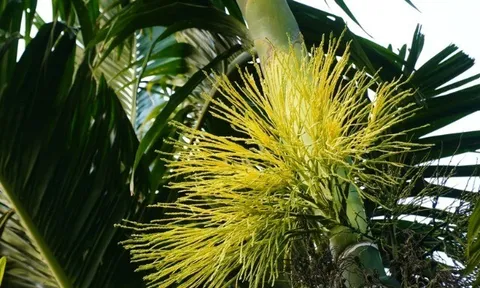 Hoa của cây quen thuộc xưa không ai biết ăn, nay làm thành món đặc sản nổi tiếng, du khách thích mê