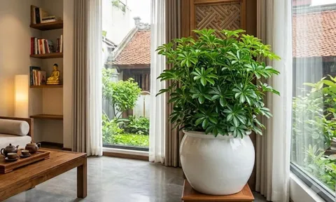 3 tuổi con giáp hợp trồng cây Ngũ Gia Bì nhất?