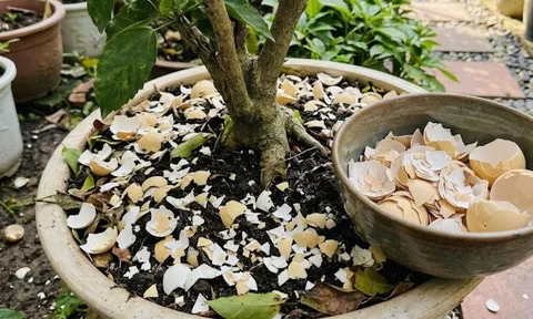 Cách làm phân bón từ vỏ trứng