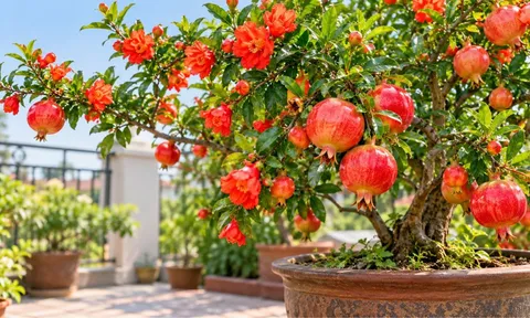 Cách trồng cây lựu trong chậu cho hoa đỏ đẹp, quả ngon trĩu cành, vừa làm cảnh vừa tốt phong thủy