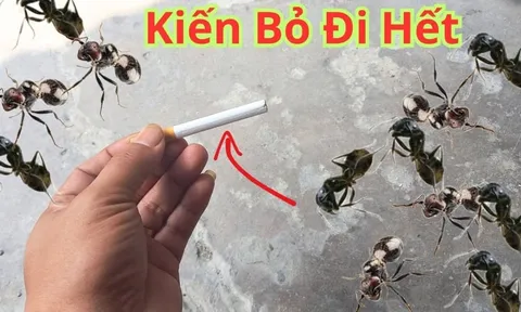 Mẹo đuổi kiến với nguyên liệu sẵn có trong bếp