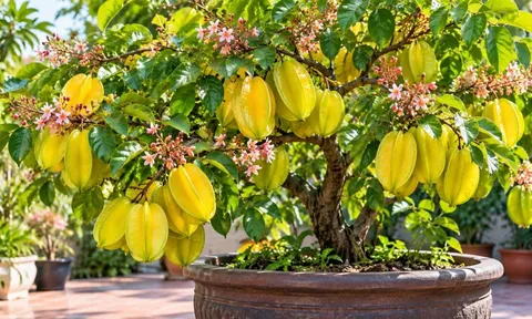  Trồng cây khế trong chậu, làm đúng 6 việc này cây vẫn sai quả, chậu nhỏ cũng không lo