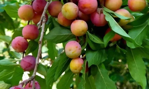 Loại quả xưa chín rụng đầy gốc nay thành đặc sản 85.000 đ/kg, trồng một lần thu hoạch nhiều năm, được ưa chuộng ở thành phố