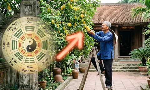 3 vị trí trồng cây khế mời gọi thần Tài, lộc hưởng quanh năm