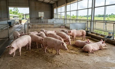 Giá heo hơi hôm nay 21/10: Nhiều nơi chạm đáy 47.000 đồng/kg, miền Bắc tiếp tục giảm