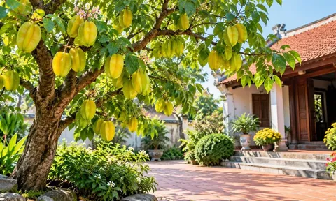 Trồng cây khế nên chọn vị trí nào? Đặt đúng chỗ vừa hợp phong thủy, cây xanh tốt lại sai quả quanh năm