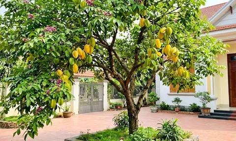 Trồng cây khế nên tránh 3 vị trí này là cản lộc, nhiều nhà không biết
