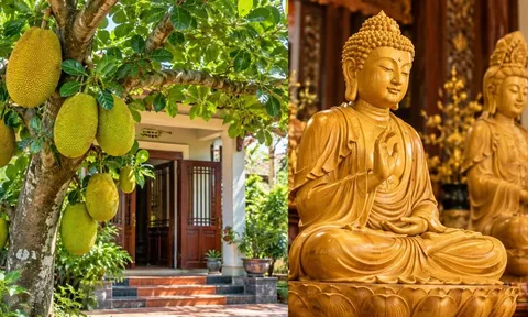 Vì sao người xưa kiêng trồng cây mít trước nhà nhưng lại rất thích gỗ mít làm tượng thờ?
