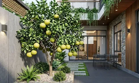 Vị trí trồng cây bưởi hút lộc vào nhà