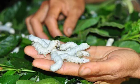 Nghề lạ ở Việt Nam: Nuôi con nhả ra thứ "quý như vàng", nông dân vươn lên làm giàu từ hai bàn tay trắng