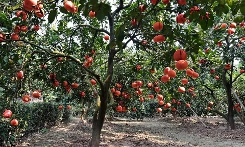 Loại quả tốt trên thế giới chỉ có ở Hà Nội, trồng một lần thu hoạch nhiều năm, thành đặc sản được ưa chuộng ở thành phố