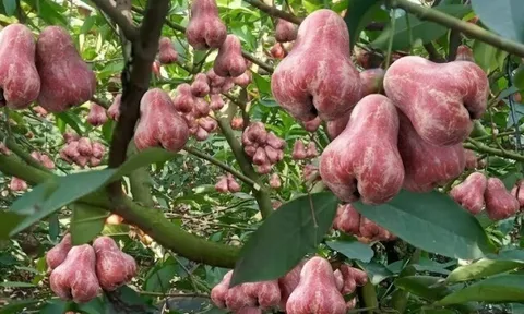 Loại quả xưa chín rụng đầy gốc nay thành đặc sản 50.000 đ/kg, trồng một lần thu hoạch nhiều năm, người thành phố ưa chuộng