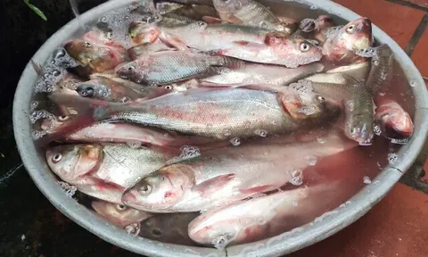 Loại cá tốt trên thế giới ở Việt Nam đang vào mùa, xưa không ai ngó ngàng nay thành đặc sản từ 50.000 đồng/kg, "tốt như cá hồi"