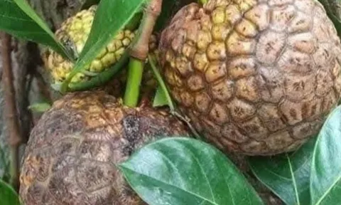 Loại quả mọc bờ rào xưa chín rụng đầy nay thành đặc sản 50.000 đ/kg, trồng một lần thu hoạch nhiều năm, càng ăn càng mê