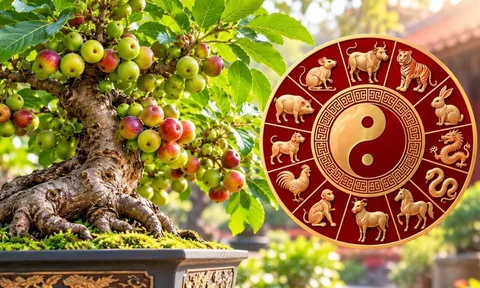 Tuổi con giáp hợp trồng cây sung phong thủy