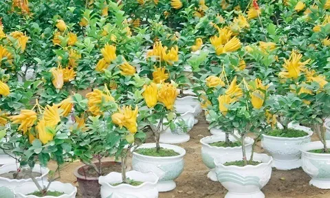 Loại cây lấy quả có hình thù kỳ lạ “lên chậu” thành bonsai, giá chục triệu đồng, đắt khách nhờ ý nghĩa phong thủy đặc biệt