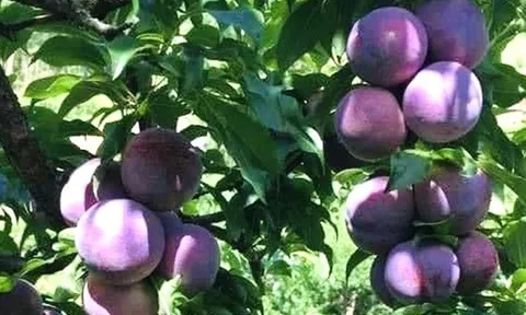 Loại quả xưa chín rụng đầy gốc nay thành đặc sản 150.000 đ/kg, trồng một lần thu hoạch nhiều năm, được ưa chuộng ở thành phố