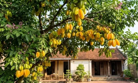 Cách trồng cây khế sai quả: Làm đúng 6 việc này